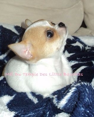 Du Temple Des Little Boudhas - Chiot disponible  - Chihuahua